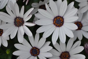 flowers.jpg