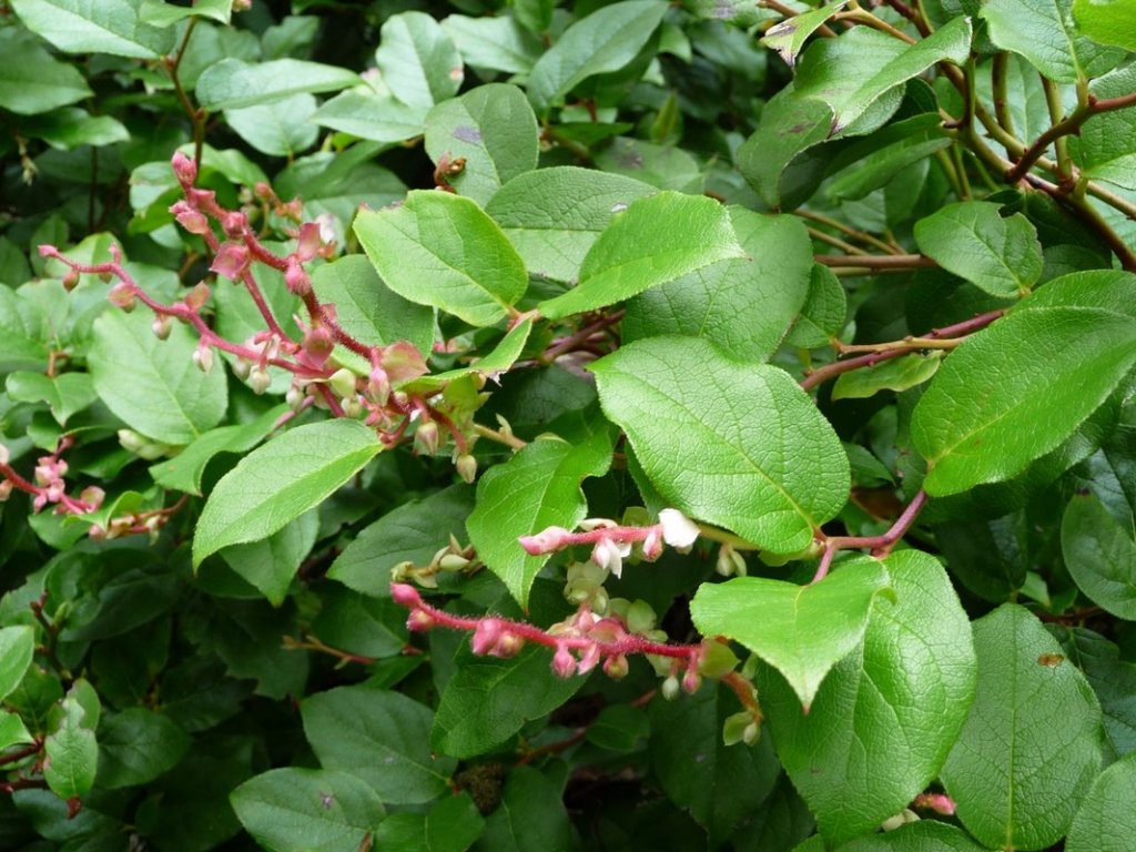 Salal.jpg