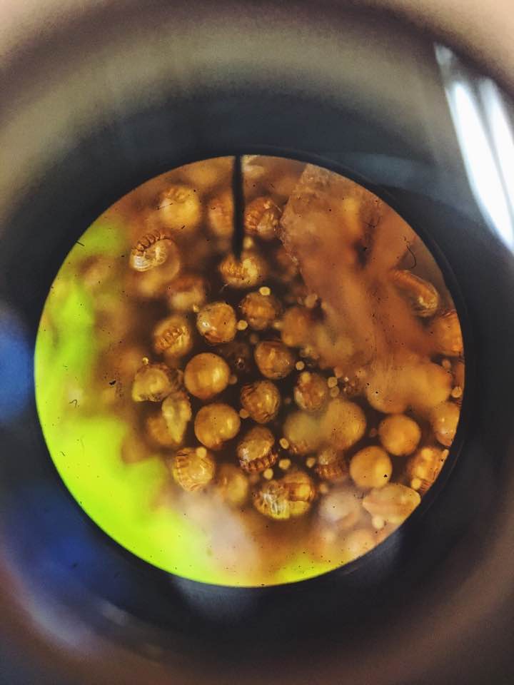 cellular 2.jpg