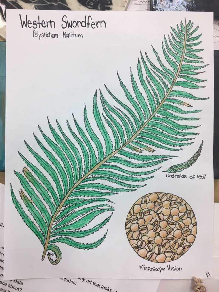 swordfern.jpg